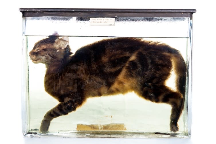 <span class="caption">Preserved domestic cat.</span> <span class="attribution"><span class="source">© UCL Grant Museum of Zoology / Oliver Siddons</span>, <span class="license">Author provided</span></span>