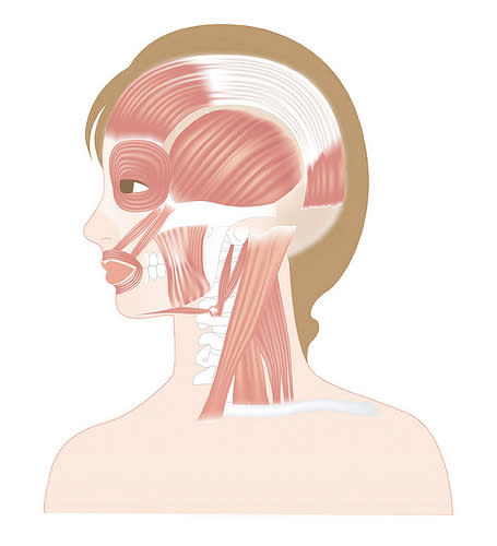 頭、頸部側面的相關肌肉