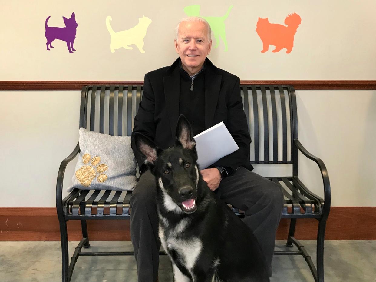  Joe Biden and his newly-adopted German shepherd Major, in Wilmington, Delaware (AP)