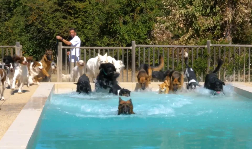 法國皇家寵物食品公司提供犬隻廣達七公頃的草坪散步區、專屬游泳池，讓他們玩耍、奔跑。（法國皇家寵物食品公司提供）
