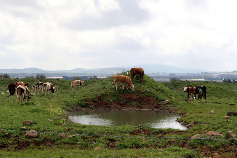 FILE PHOTO: Cows graze in a grassy area near Mas'ada in the Israeli-occupied Golan Heights