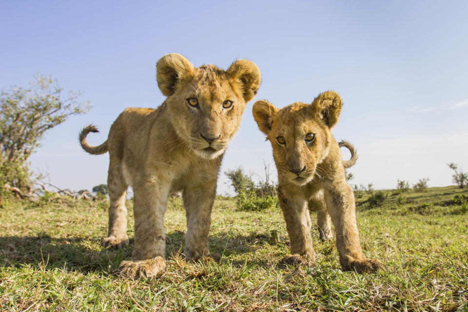 Two lion cubs check out a camera in the Liuwa Plain National Park in Zambia. (Photo: Will Burrard-Lucas/Caters News)