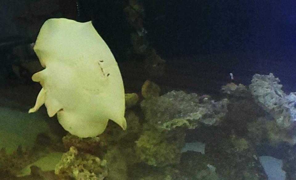 Charlotte, a stingray at Hendersonville's Aquarium and Shark Lab by Team ECCO, is pregnant through a process called parthenogenesis. She's expecting to give birth to one to four pups, according to aquarium staff members.
