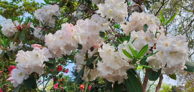 buckingham-palace-garden-flowers