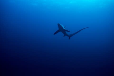 Thresher sharks have been spotted in deep water off the cost of Wales - Credit: ISTOCK