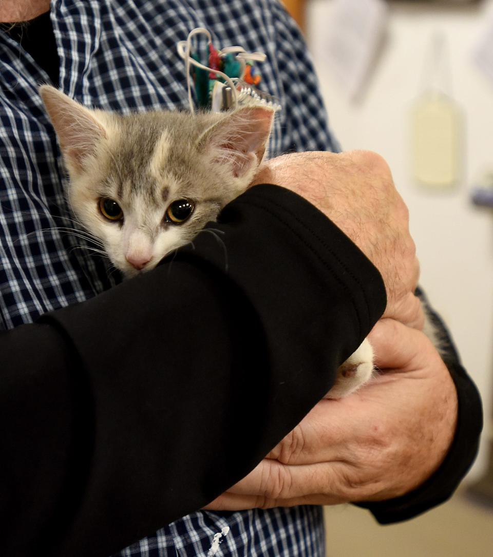 Pat Walker helps a cat wake up and warm up after being spayed during a Licking County Trap Neuter Release clinic on Sunday, Nov. 21, 2021 at Refugee Canyon Veterinary Services. After the clinic cats we take home by colony organizers to recover before being released.