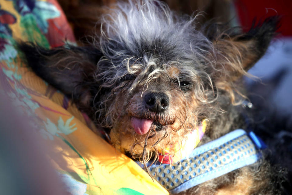 A dog Scamp the Tramp looks on after winning the World's Ugliest Dog contest at the Marin-Sonoma County Fair on June 21, 2019 in Petaluma, California. | Justin Sullivan—Getty Images