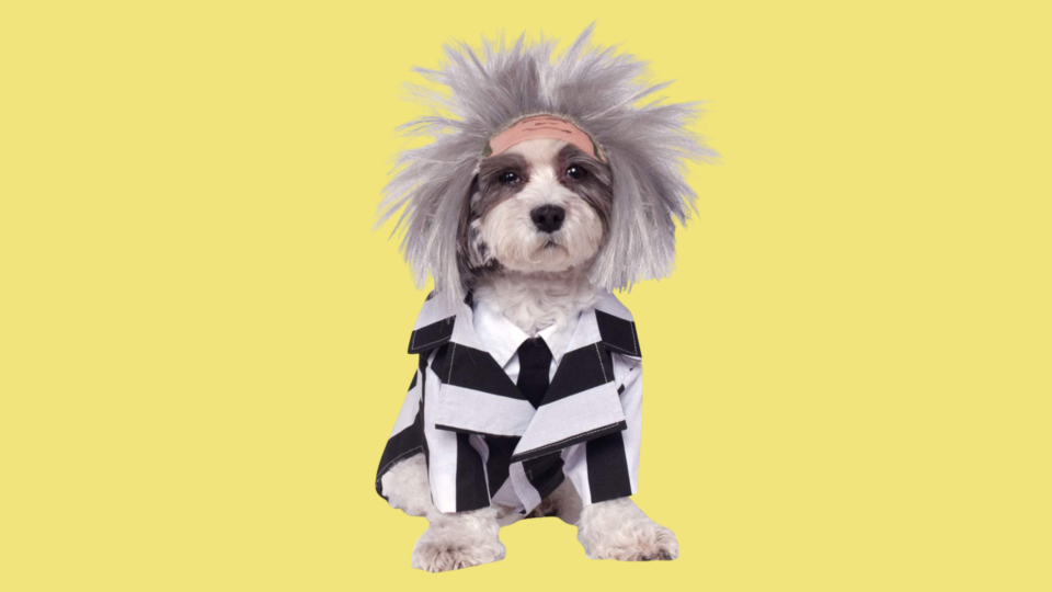 Popular Dog Costumes: Rubie's Beetlejuice Pet Costume