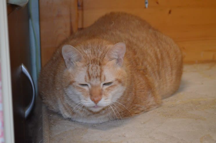 鳳梨是一隻獲救的流浪貓，已經十七歲。