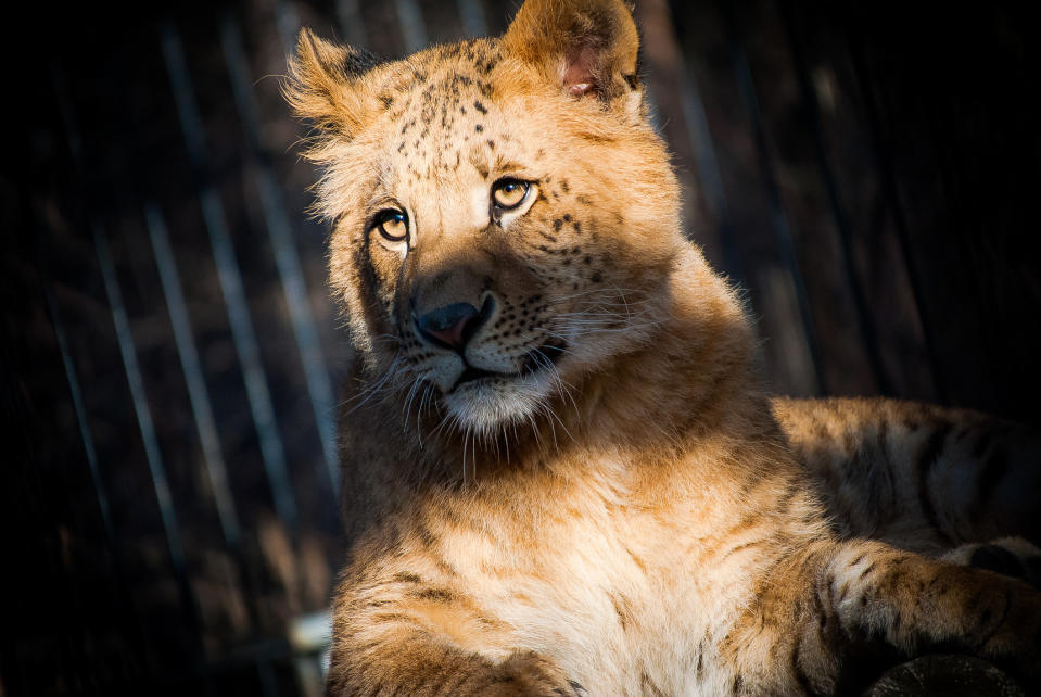 A liger