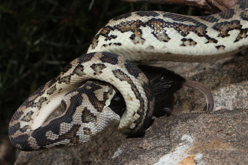 Laut Andrew handelte es sich bei der Schlange um eine Teppichpython.