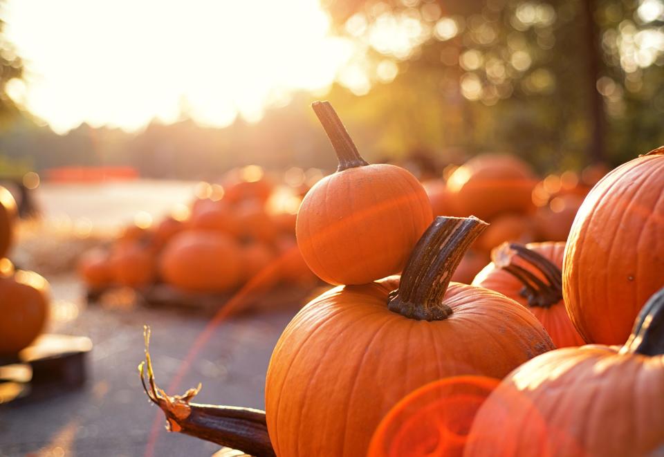 The Absolute Best Pumpkin Patches You Should Visit This Fall