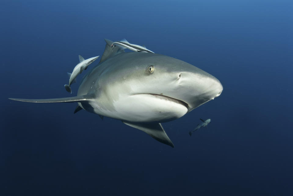 A shark swims underwater with several smaller fish accompanying it