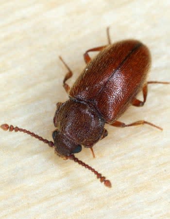 A close up of a brown bug.