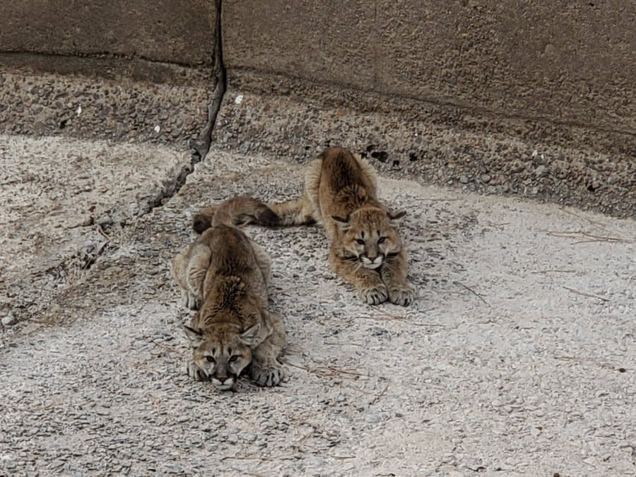 The spillway was too tall for the yearling mountain lions to escape.