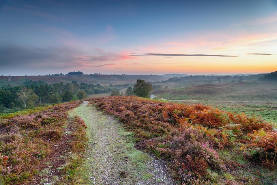 Win a break to the New Forest