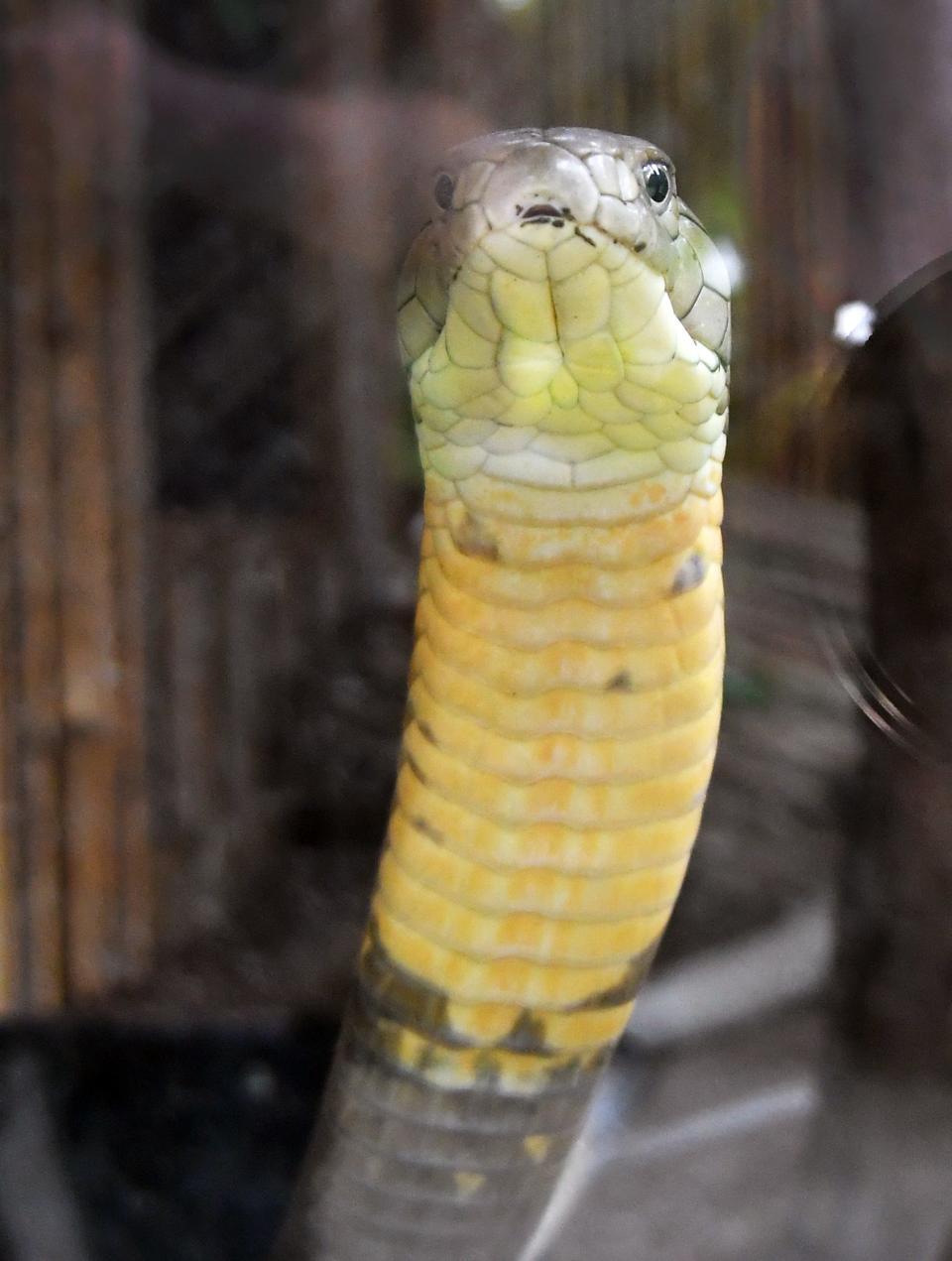 A King Cobra stares at the camera from behind the glass. Wild Florida is located about an hour west of Melbourne near Kenansville, in Osceola County. The attraction includes alligators, animals from Florida and other parts of the world, airboat rides, and an 85 acre two-mile drive-thru safari park.