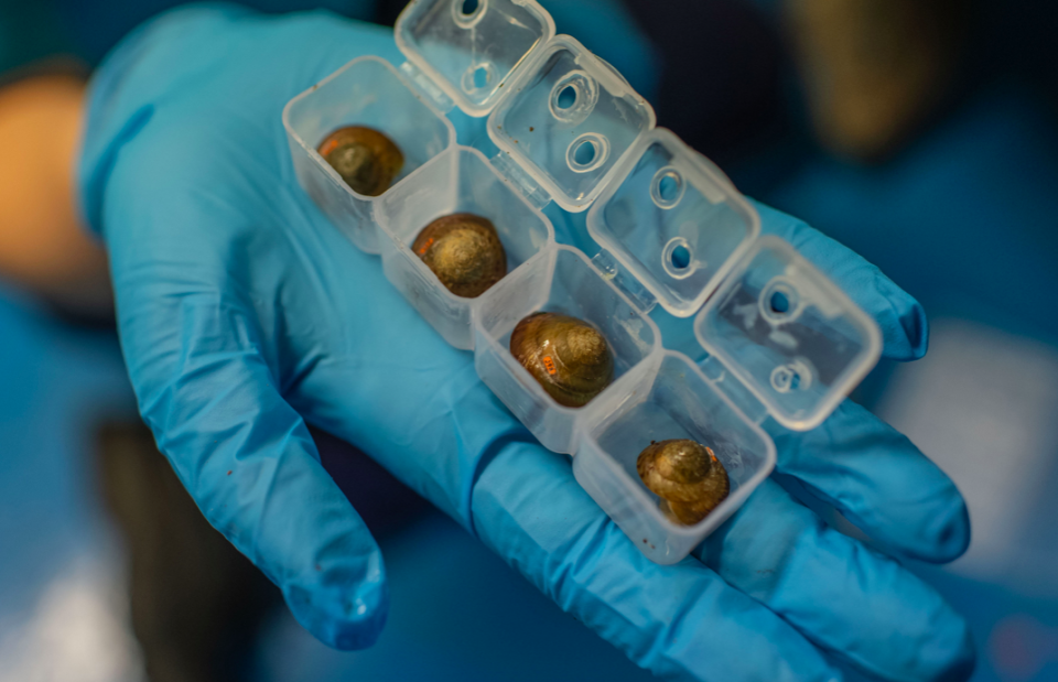 The snails are being released on to Nonsuch Island, a protected nature reserve which has been identified as the best location for them to thrive (PA)