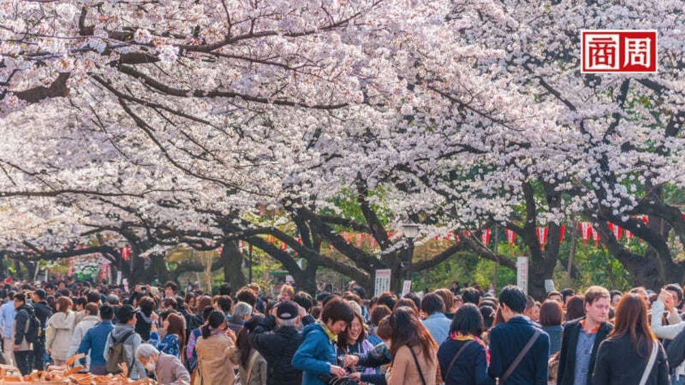 東京上野公園是賞櫻熱門景點。 (來源：Dreastime)