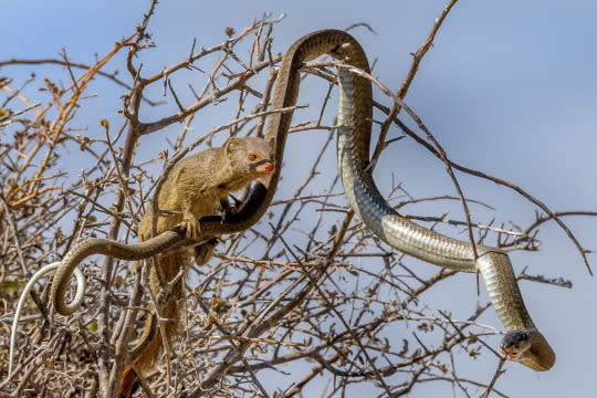 Mongoose Turns Tables On Venemous Snake By Sneaking Up On Deadly Boomslang