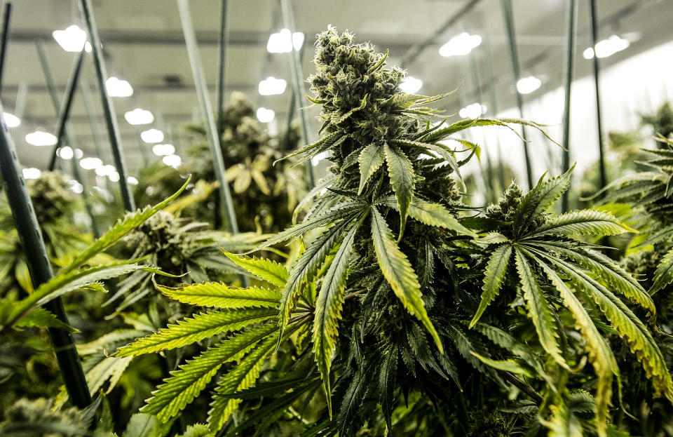 A marijuana plant, nearing its harvest stage, is pictured in 2018 at Grassroots Cannabis in Taneytown, Md. (Dylan Slagle / The Baltimore Sun via Getty Images file)