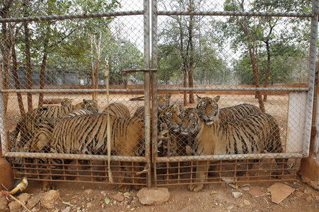 Tigers are seen behind a fence at the Tiger Temple, February 25, 2016. REUTERS/Chaiwat Subprasom