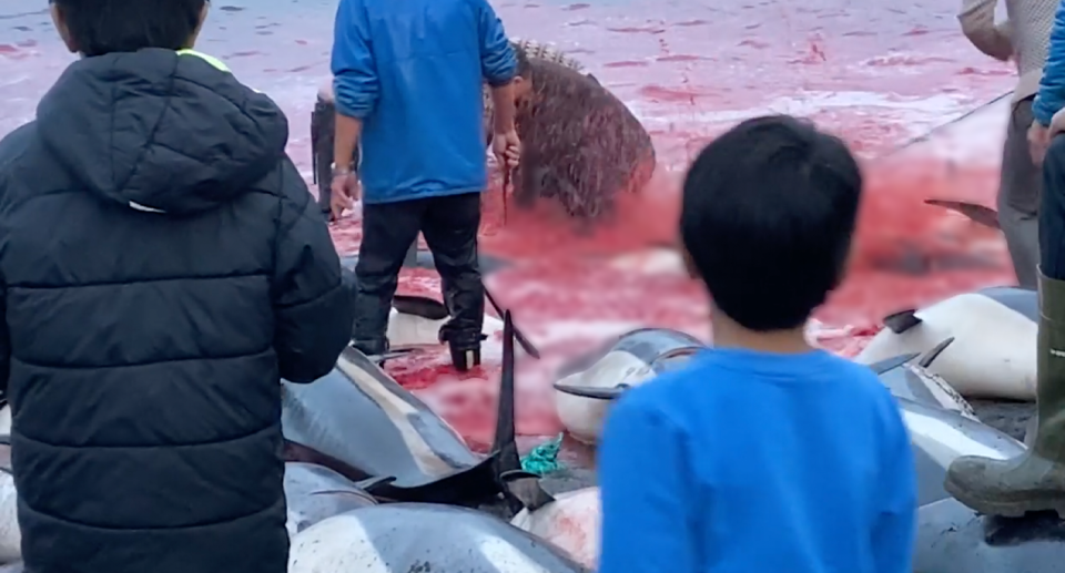 Video showed knives used to slaughter dolphins as locals, including children, watched on. Source: Sea Shepherd