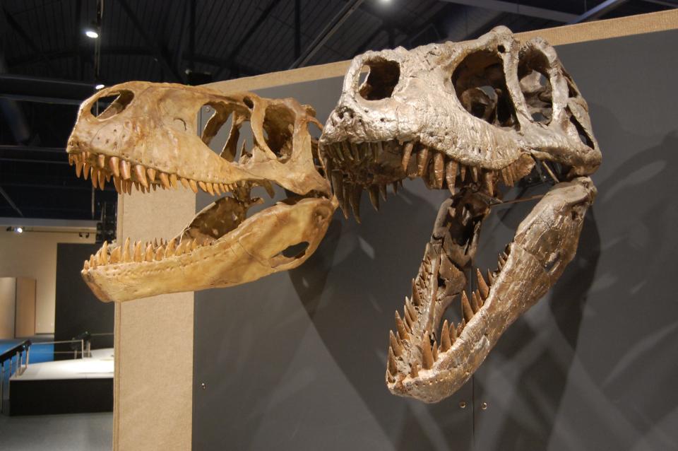 These models of Tyrannosaur skull fossils are included in the "Tyrannosaurs Meet the Family" exhibition at the Farmington Museum at Gateway Park.