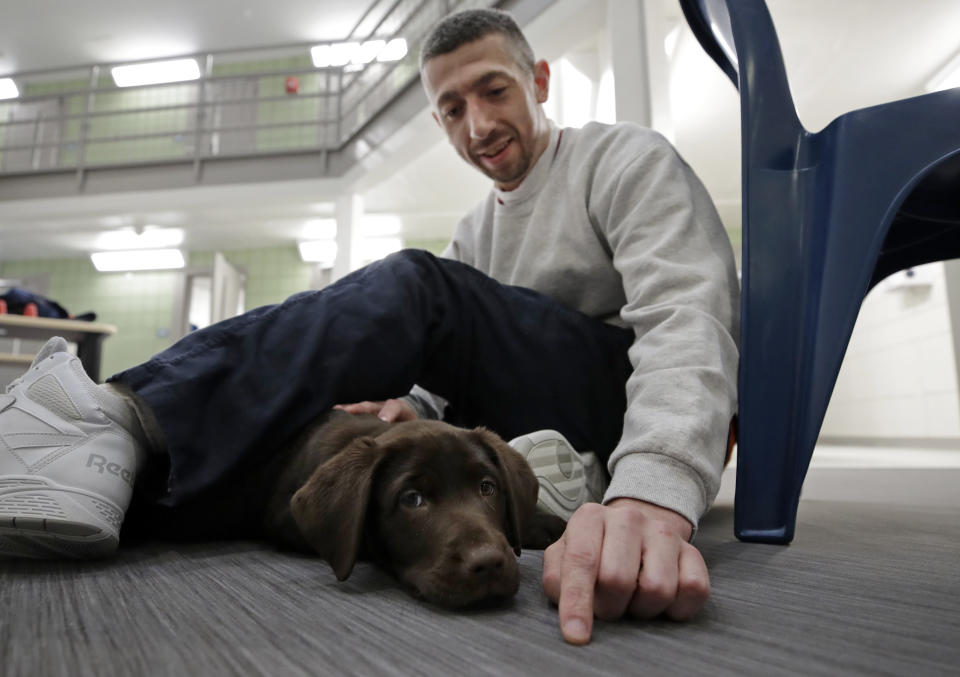 In this Jan. 8, 2019, photo, inmate Justin Martin bonds with a chocolate lab puppy at Merrimack County Jail in Boscawen, N.H. The New Hampshire jail is the first in the state to partner prisoners with the "Hero Pups" program to foster and train puppies with the goal of placing them with military veterans and first responders in need of support dogs. (AP Photo/Elise Amendola)