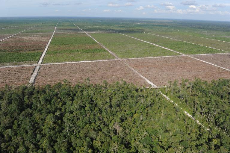 Treeline of remaining rainforest, seen to a newly developed palm oil plantation over cleared tropical forest land in Central Kalimantan province on Indonesia's Borneo island, on June 7, 2012