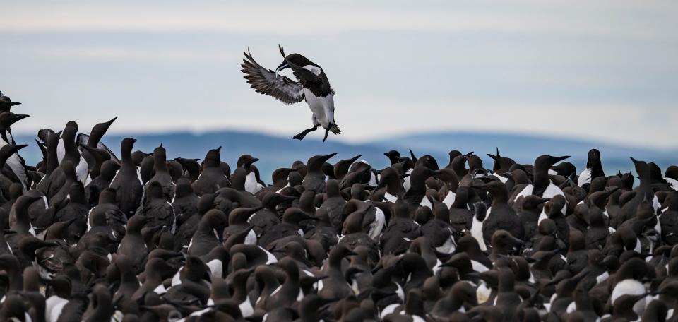 A guillemot flies