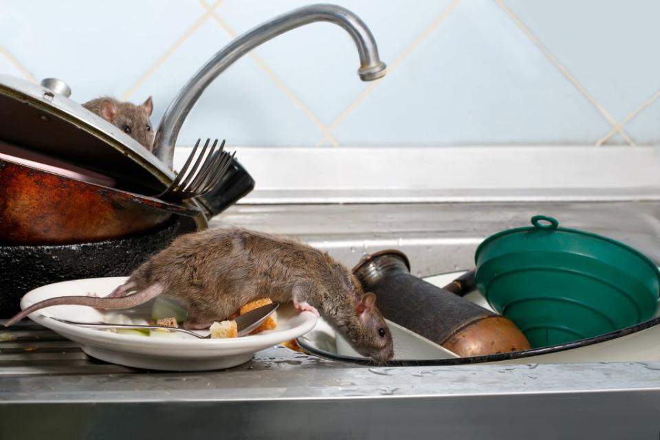 Giant rats: Taking over homes in the UK