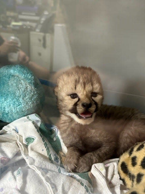 A cub from Oregon was adopted by a cheetah at the Cincinnati Zoo & Botanical Garden's off-site breeding facility.