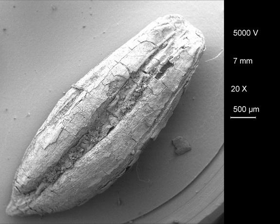 Archaeologists have unearthed evidence of early agriculture at a 12,000-year-old site in the Zagros Mountains in Iran.