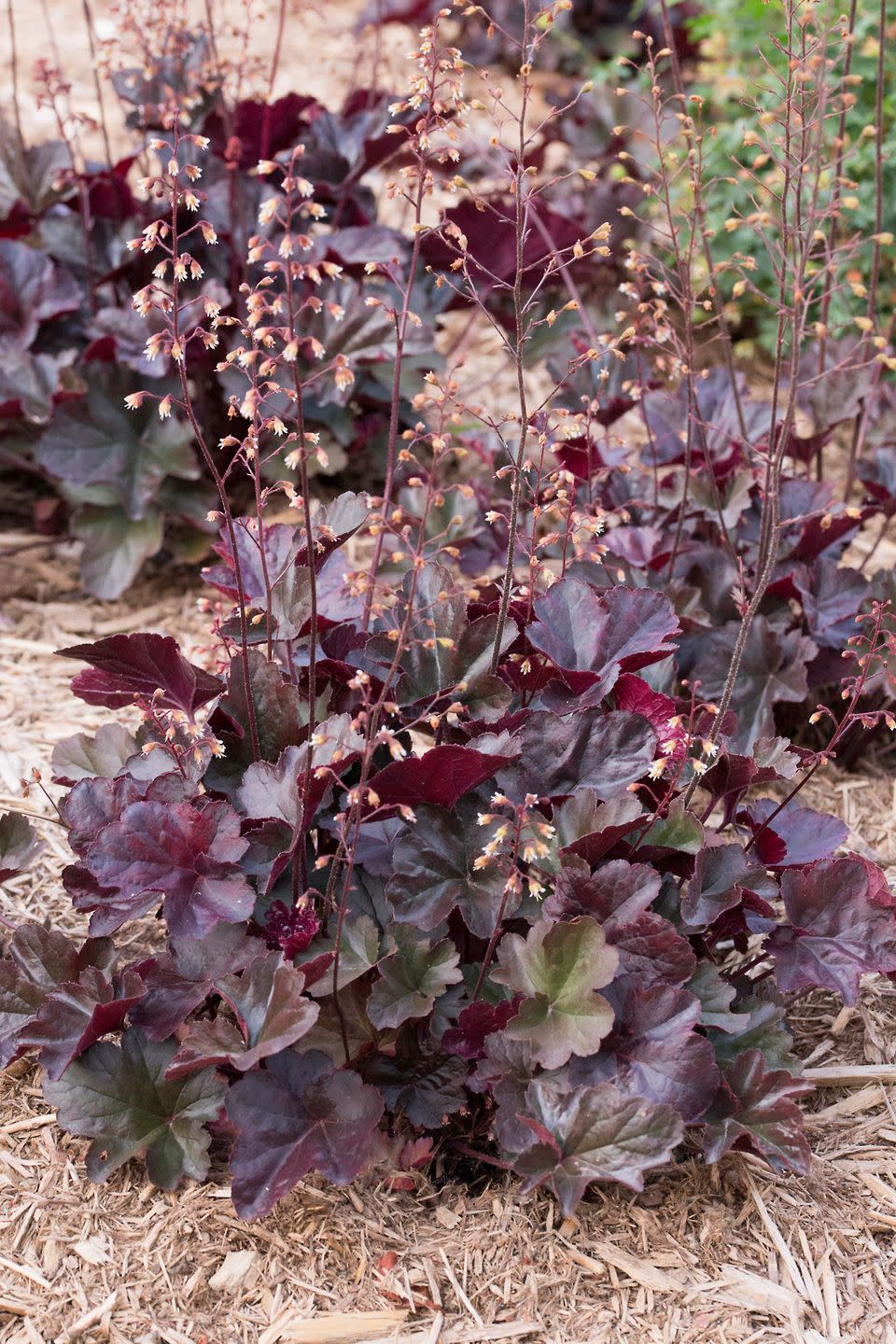 heuchera shade perennials backyard garden