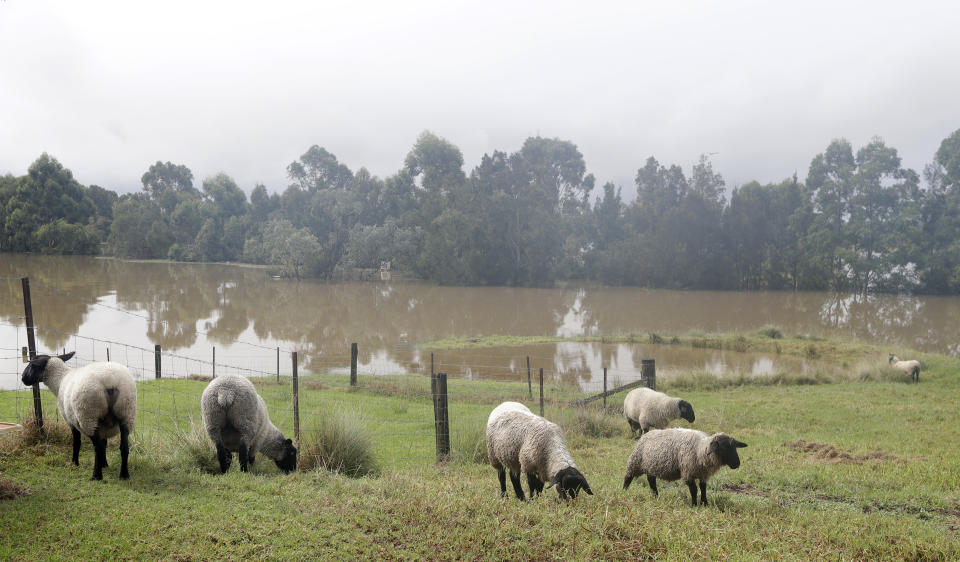 Sheep graze on a small patch of higher ground near flood waters in Windsor, north west of Sydney, Australia, Tuesday, March 23, 2021. Hundreds of people have been rescued from floodwaters that have isolated dozens of towns in Australia's most populous state New South Wales and forced thousands to evacuate their homes as record rain continues to inundate the country's east coast. (AP Photo/Rick Rycroft)