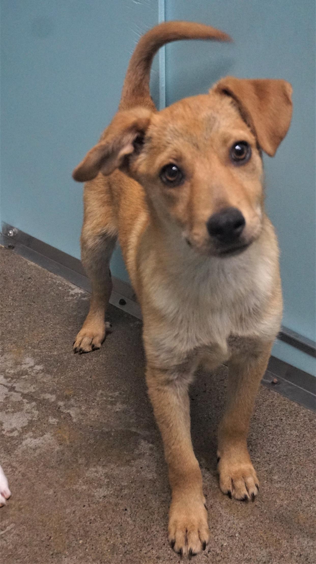 Tadpole, 4 months, awaits adoption from Farmington Regional Animal Shelter in Farmington, New Mexico. (Courtesy of Farmington Regional Animal Shelter)