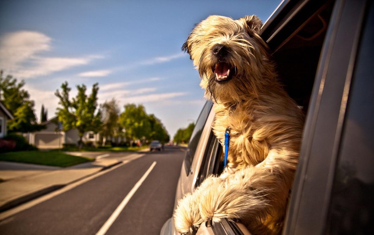 Two in five dog owners who drive with their pets risk major fines by not always keeping them secure in the vehicle - Andrew Austin / Alamy 