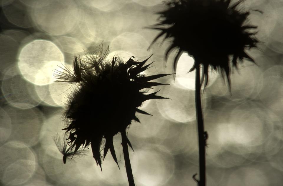 Thistles are silhouetted against sun light reflecting off the waters of the Stockton Deep Water Channel near Buckley Cove. A wide aperture creates "bokeh" highlights of sunlight sparkling off the channel in the background.