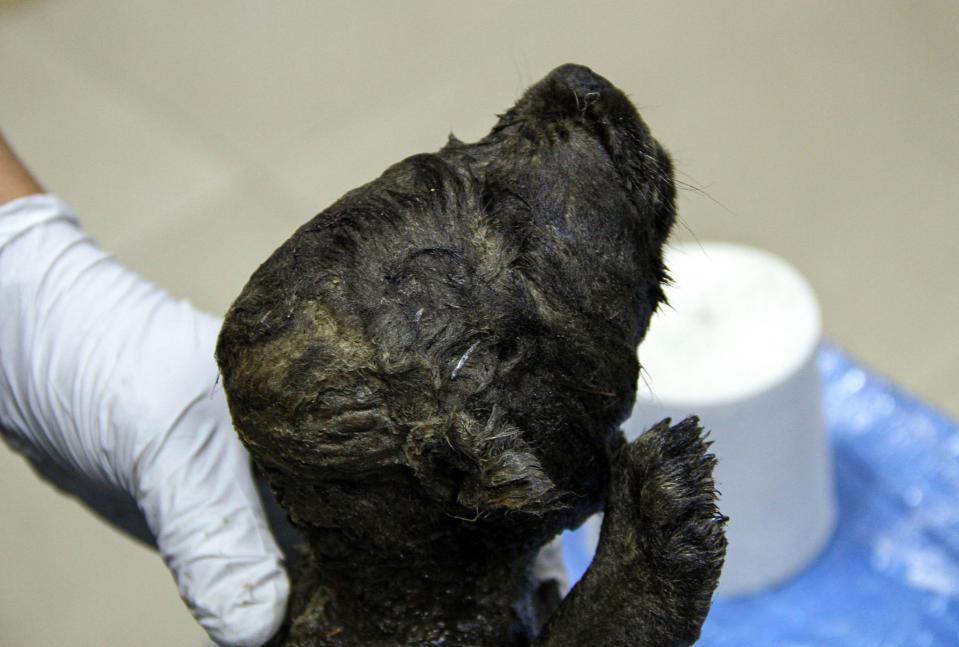 Dogor, un cachorro de lobo de 18.000 años de antigüedad procedente de Yakutia, en el extremo oriente de Rusia, cuyo ADN se utilizó en un análisis de genomas de lobos. (Love Dalen vía The New York Times)
