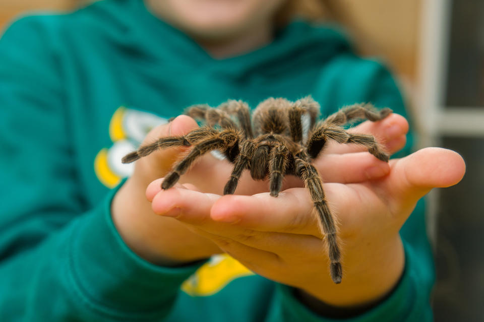 Meet the eight-year-old conservationist who loves spiders so much that she shares her bedroom - with more than 50 of them. Hollie Greenhalgh also keeps two snakes and a scorpion as well as enclosures full of millipedes, grasshoppers, cockroaches and snails in her own impressive mini zoo. The exotic pets are kept in separate enclosures and Hollie spends around three hours every weekend feeding them all. The youngster, who aspires to be the next David Attenborough, hosts her own educational YouTube channel which has more than 6,000 subscribers.