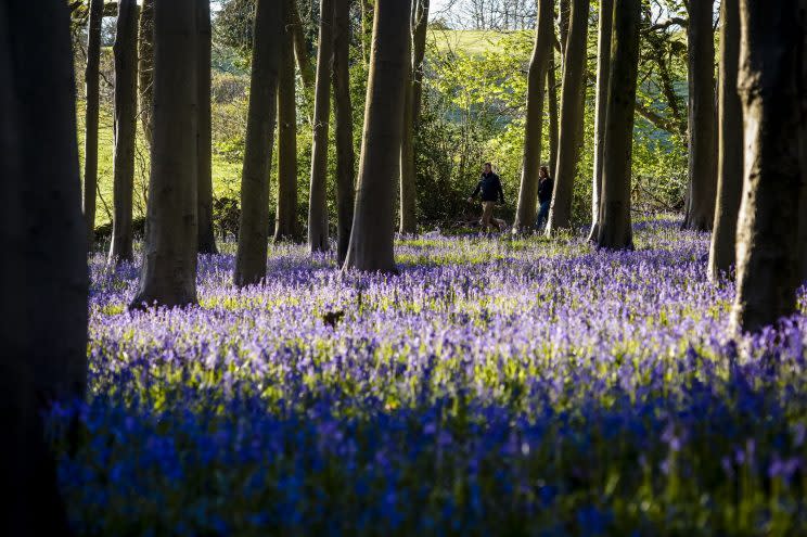 Carpets of bluebells could soon become a rarity as the flowers struggle to cope with changes in the climate, a new study suggests. 