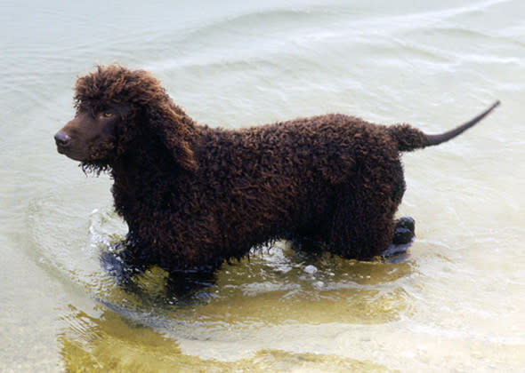 Irish Water Spaniel