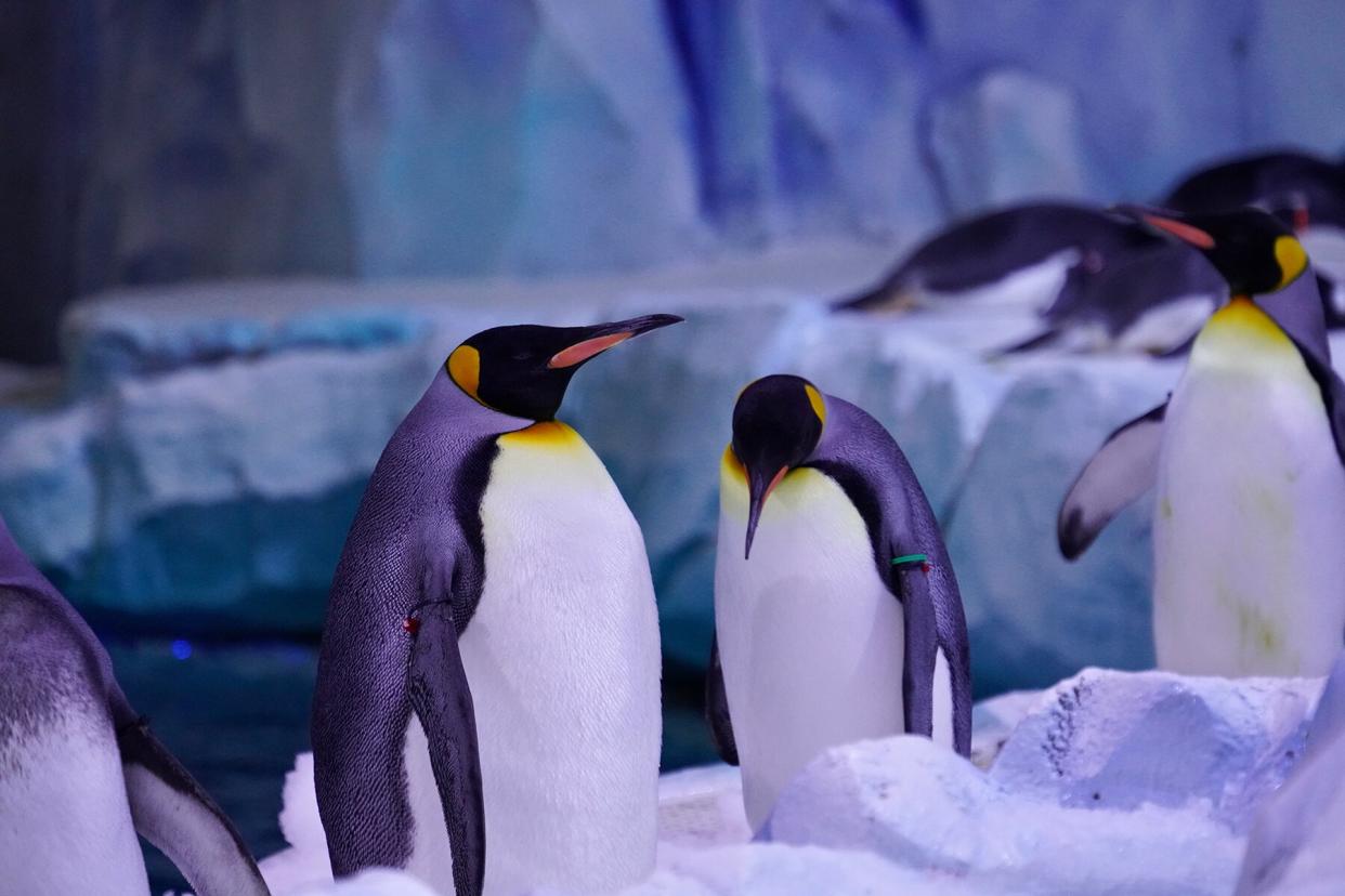 Penguins at the Polk Penguin Conservation Center at the Detroit Zoo