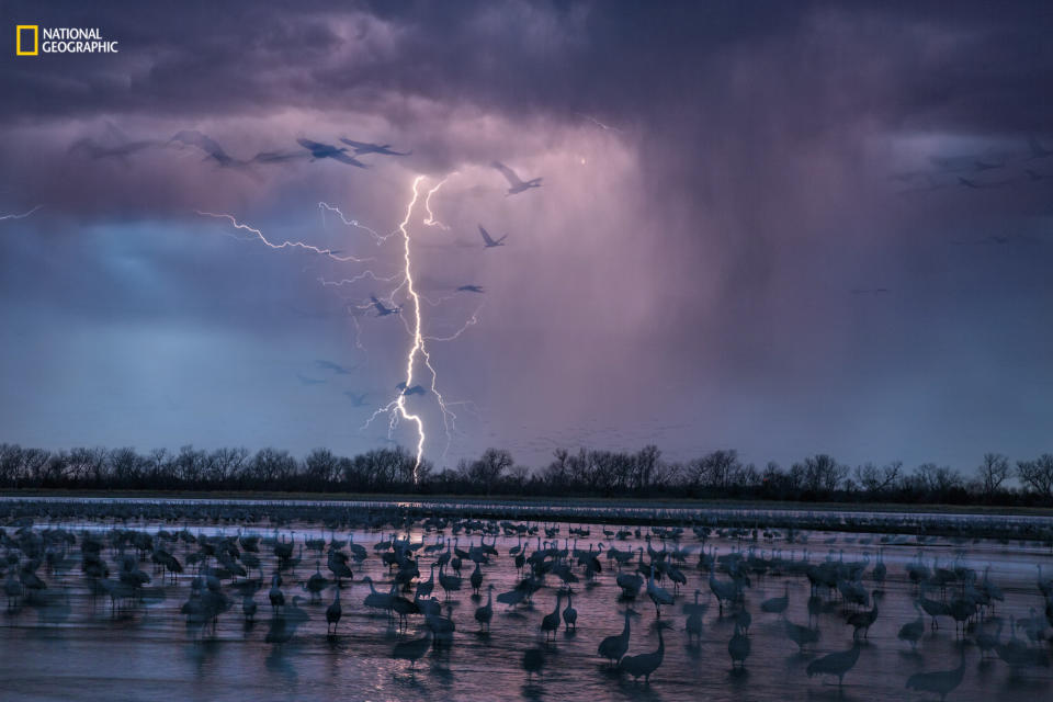 <p>Lightning forks across the purple sky as hundreds of thousands of cranes roost in the shallows of the Platte River, Nebraska. (Randy Olson/National Geographic) </p>