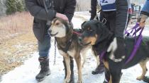 Martock hosts dozens of dogs, owners at weekend mushing jamboree