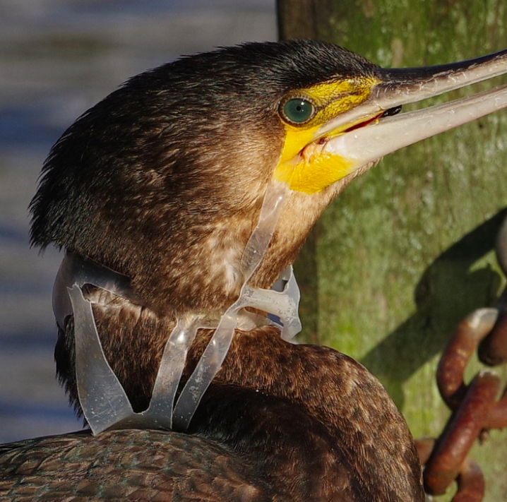 A cormorant has its head and beak trapped in the discarded plastic rings from a pack of beer, hindering it from catching and eating food. (Royal Parks)