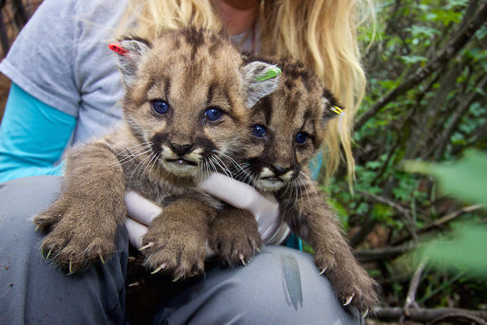 P-23's kittens from her first litter, P-36 and P-37, were later attacked and eaten by an adult male mountain lion in 2015. (Photo: National Park Service)