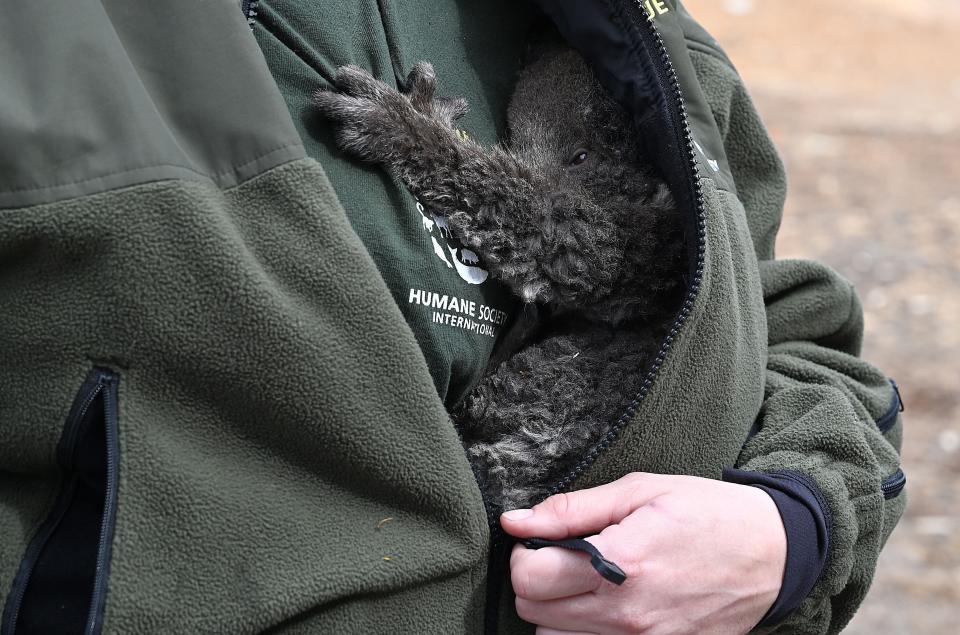 Kelly Donithan holds a baby koala she just rescued on Kangaroo Island. She said she'd witnessed some of the "toughest scenes I've ever witnessed as an animal rescuer" during the bushfire response. (Photo: PETER PARKS via Getty Images)