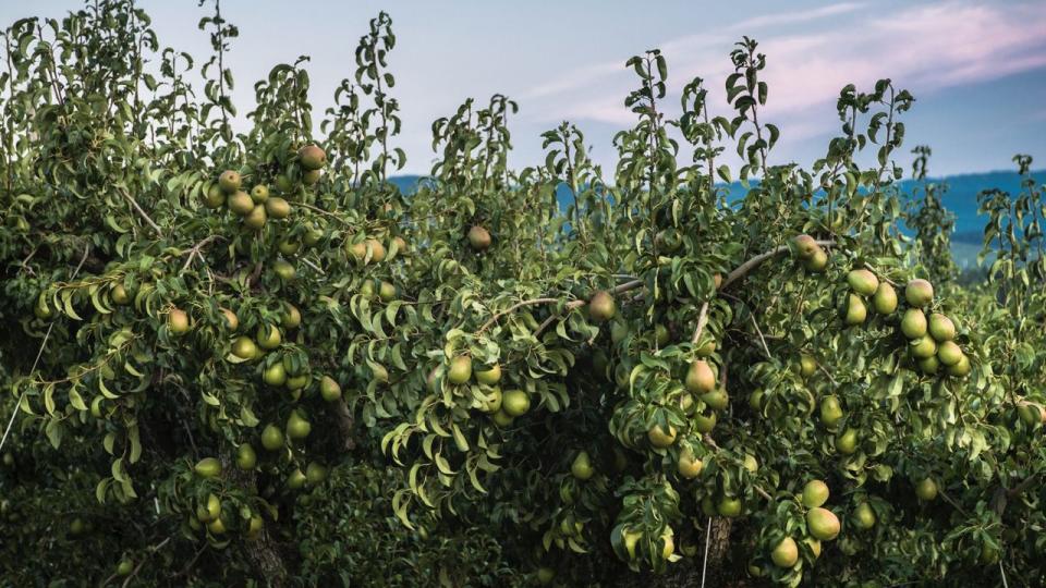 pear trees